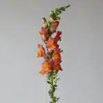 Muflier orange - en vrac