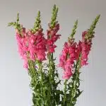Snapdragons Pink (Bulk DIY)