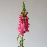 Snapdragons Pink (Bulk DIY)