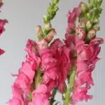 Snapdragon Assorted (Bulk DIY)