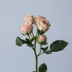 Spray Roses Irishka (Bulk DIY)