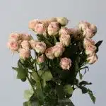 Spray Roses Irishka (Bulk DIY)