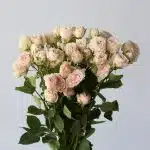 Spray Roses Be True (Bulk DIY)