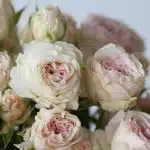 Spray Roses Be True (Bulk DIY)