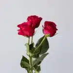 Roses branchues Gem Star - en  vrac