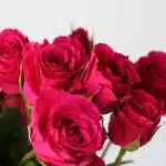 Roses branchues Gem Star - en  vrac