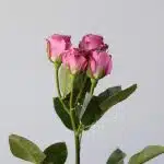 Roses branchues Irishka Lavande - en vrac