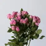 Roses branchues Irishka Lavande - en vrac