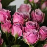 Roses branchues Irishka Lavande - en vrac