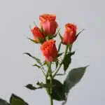 Spray Roses Orange Star (Bulk DIY)