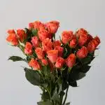 Spray Roses Orange Star (Bulk DIY)