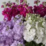 Tbi demo Data product FR