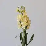 Giroflées crèmes - en vrac