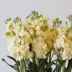 Giroflées crèmes - en vrac