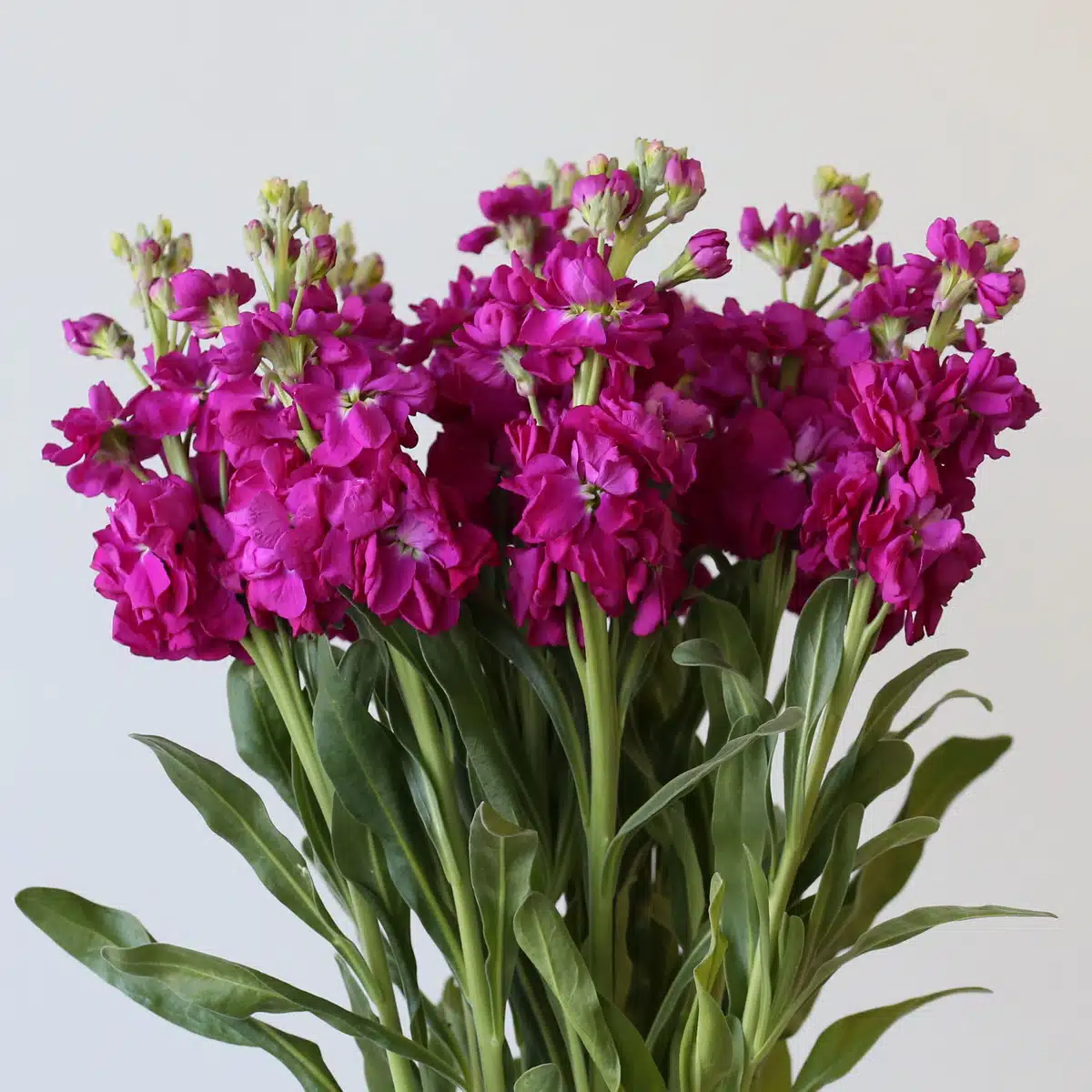 Double Stock Fuchsia