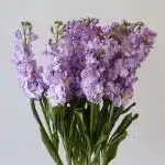 Double Stock Lavender