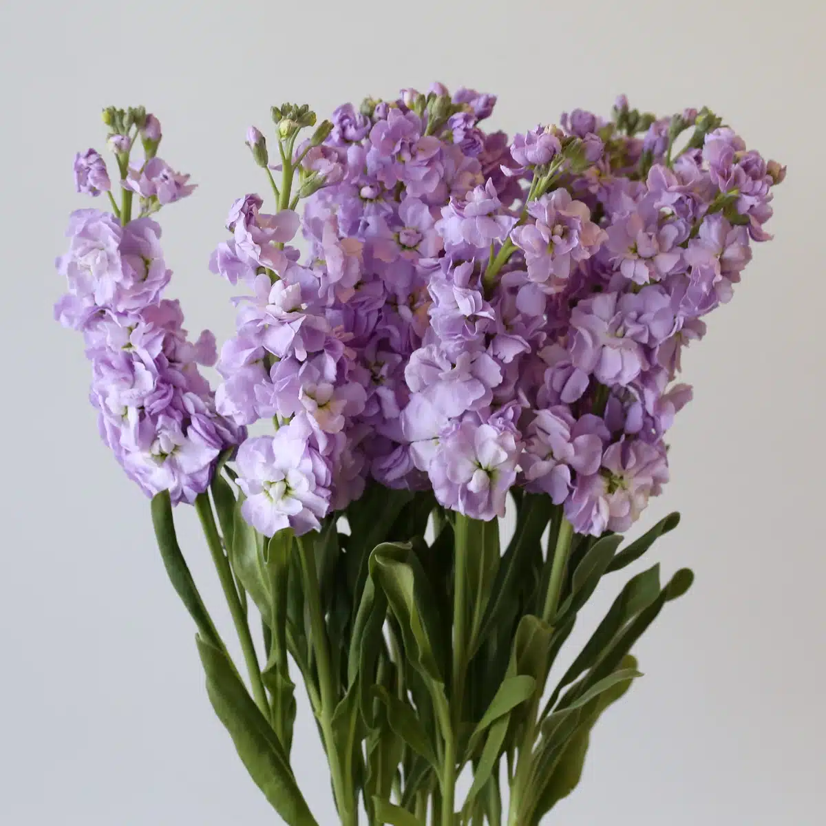 Double Stock Lavender