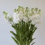 Giroflées blancs - en vrac