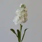 Tbi demo Data product FR