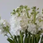 Giroflées blancs - en vrac