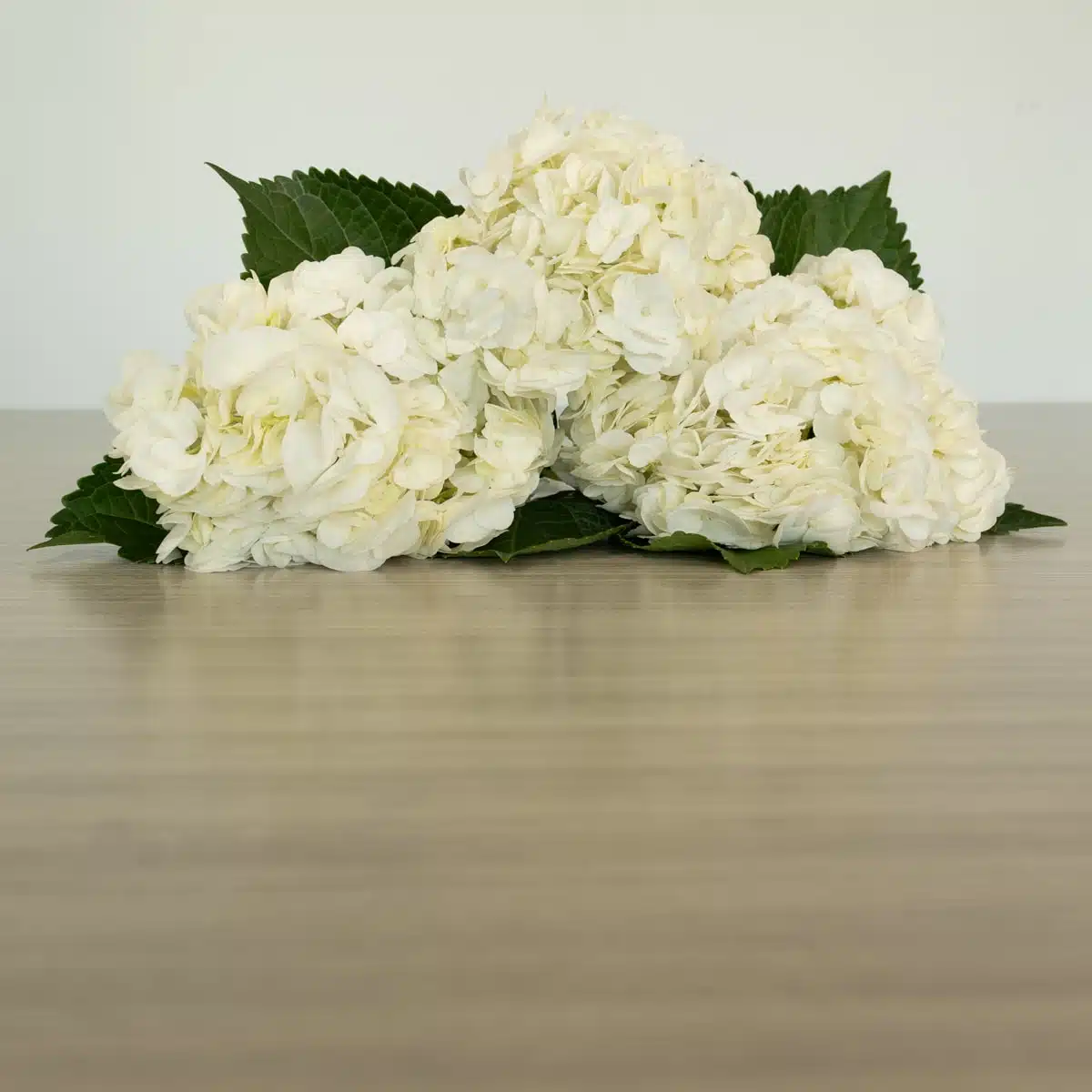White (Super Select) Hydrangea