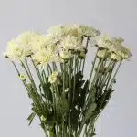 Chrysanthemum Polaris