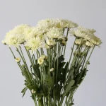 Chrysanthemum Polaris (Bulk DIY)