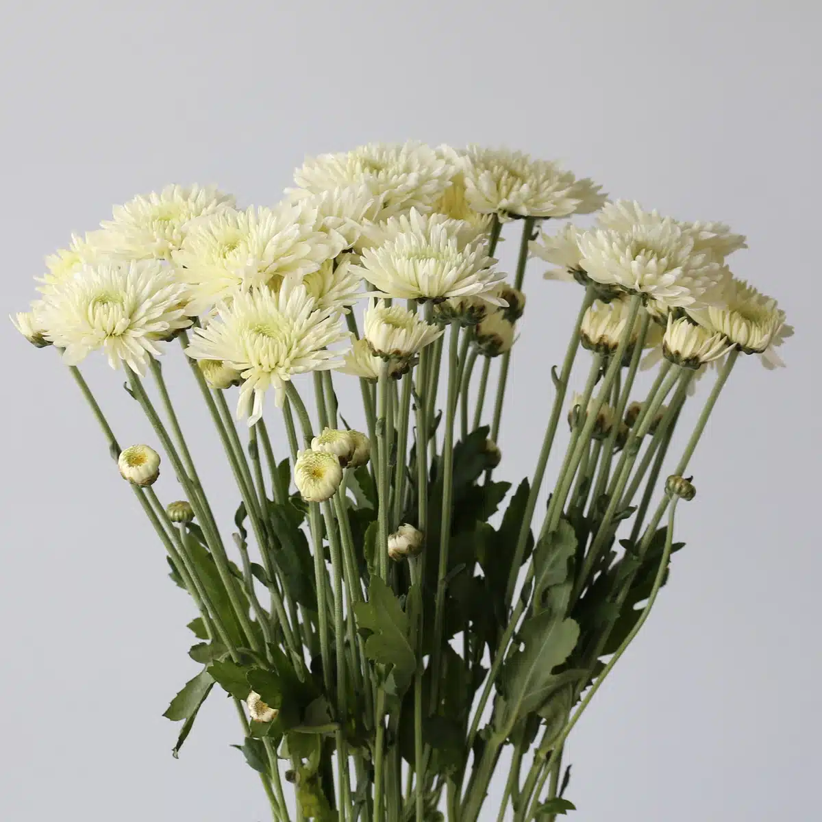 Chrysanthemum Polaris