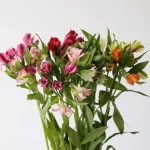 Alstroemeria Standard Assorted (Bulk DIY)