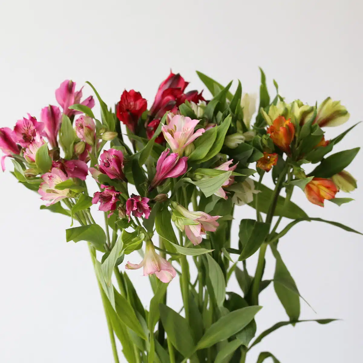 Assorted Alstroemeria – Standard