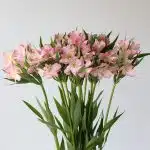 Light Pink Alstroemeria – Dubai