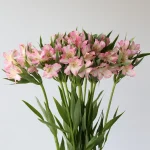 Alstroemeria Assorted Perfection (Bulk DIY)
