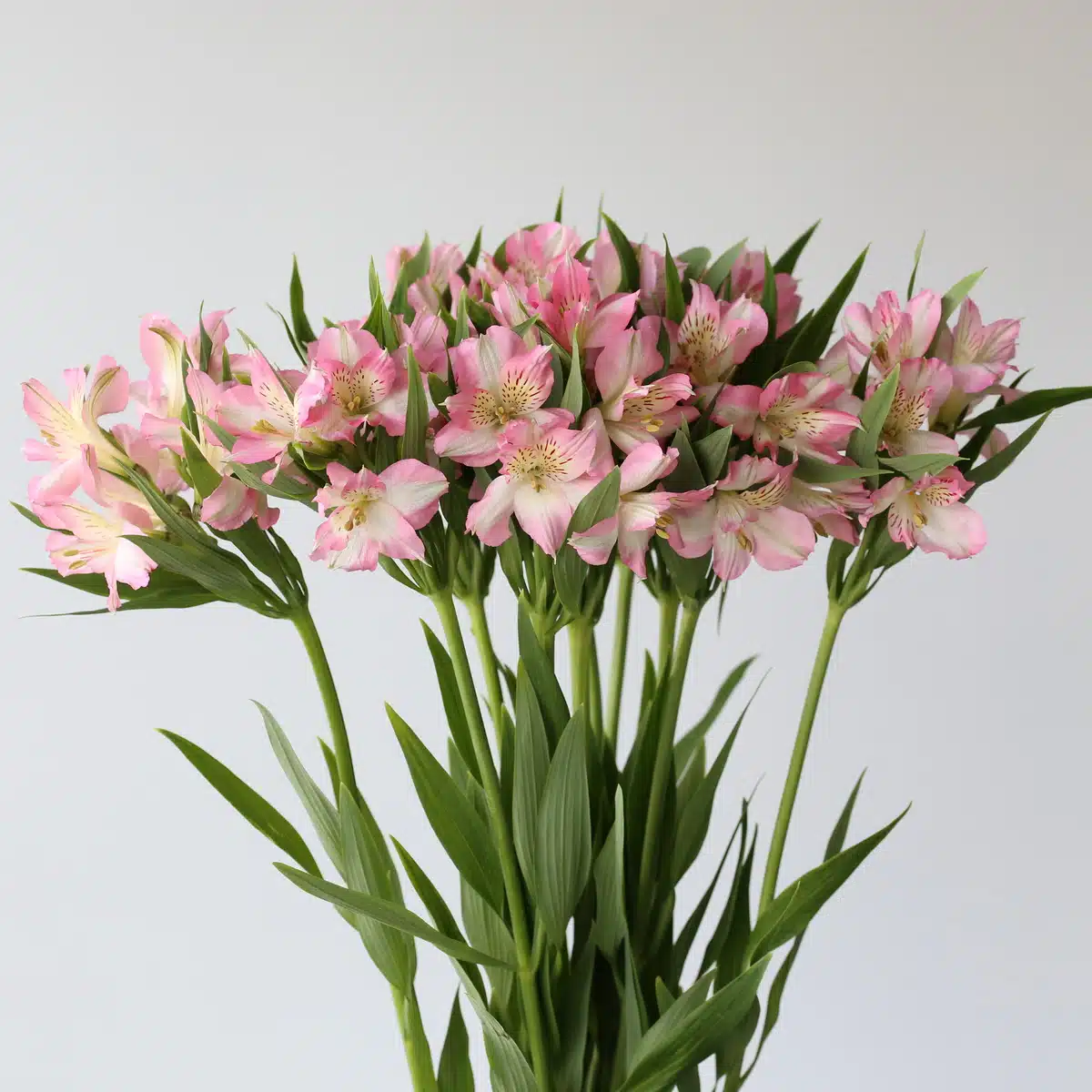 Light Pink Alstroemeria – Dubai