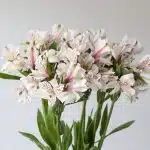 White Alstroemeria – Himalaya