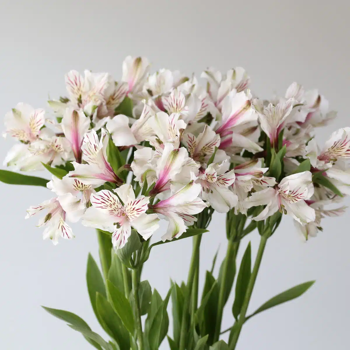 White Alstroemeria – Himalaya
