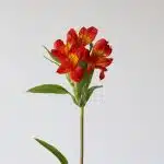 Alstroemeria Hot Pepper Orange (Bulk DIY)