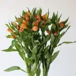 Alstroemeria Jaffa Orange Perfection (Bulk DIY)