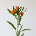 Alstroemeria Jaffa Orange Perfection (Bulk DIY)