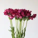 Alstroemeria Napoli mauve perfection - en vrac