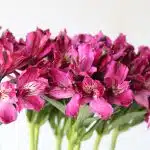 Alstroemeria Napoli mauve perfection - en vrac