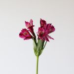 Alstroemeria Napoli mauve perfection - en vrac