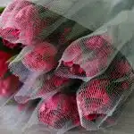 Alstroemeria Nora Hot Pink Perfection (Bulk DIY)