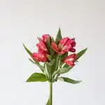 Alstroemeria Nora Hot Pink Perfection (Bulk DIY)
