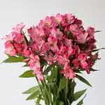 Alstroemeria Nora Hot Pink Perfection (Bulk DIY)