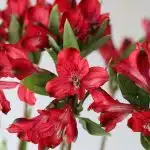 Alstroemeria Red Delight Perfection (Bulk DIY)