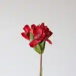 Alstroemeria Red Delight Perfection (Bulk DIY)