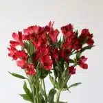 Alstroemeria Romance Red Perfection (Bulk DIY)