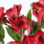 Alstroemeria Romance Red Perfection (Bulk DIY)