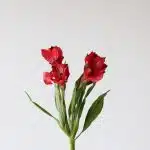 Alstroemeria Romance Red Perfection (Bulk DIY)