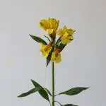 Alstroemeria Sunny Lady Yellow (Bulk DIY)